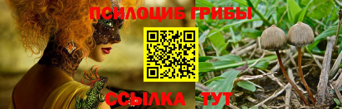 Галлюциногенные грибы Psilocybe Гай